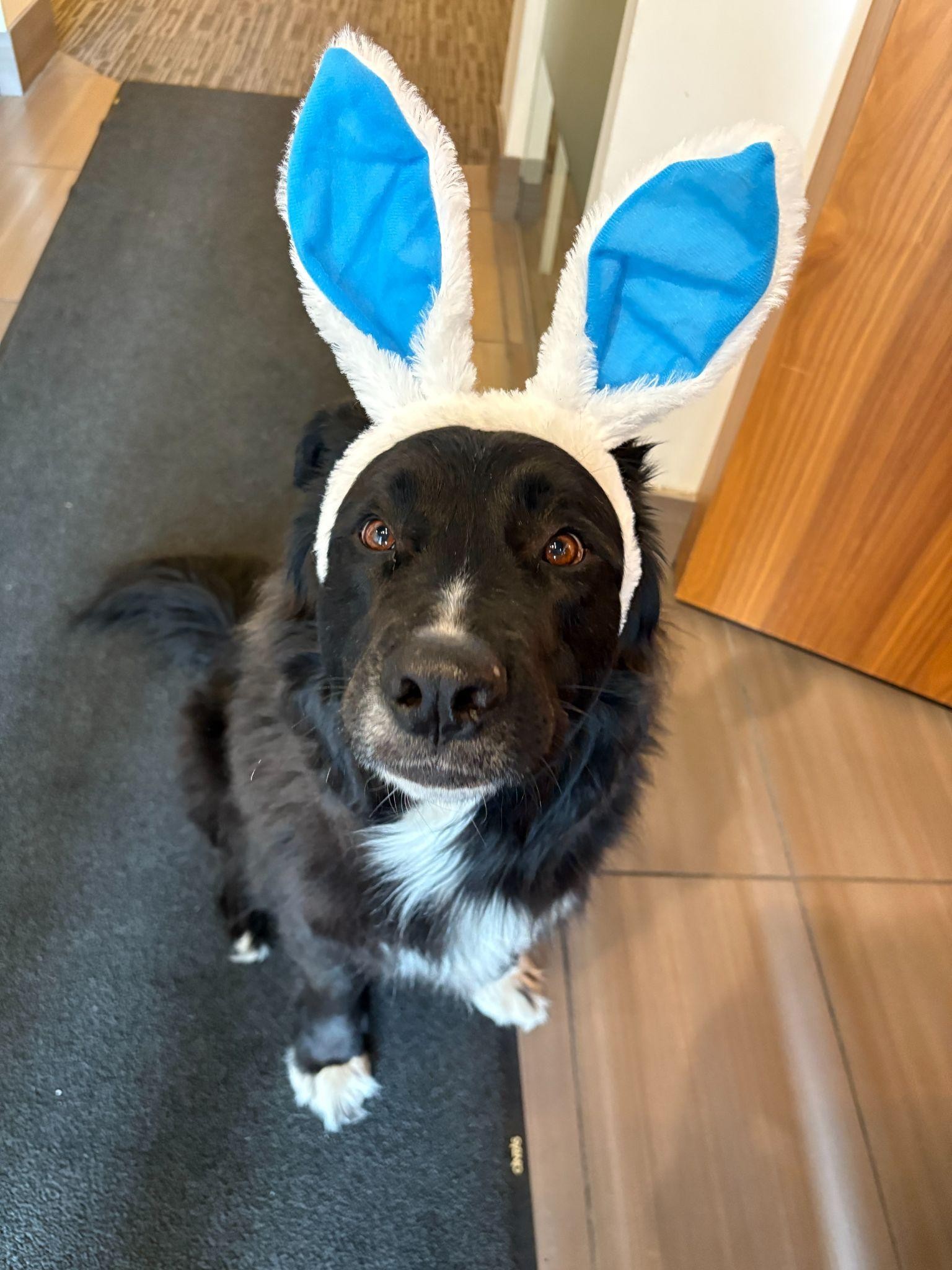 Dog wearing bunny ears in the clinic