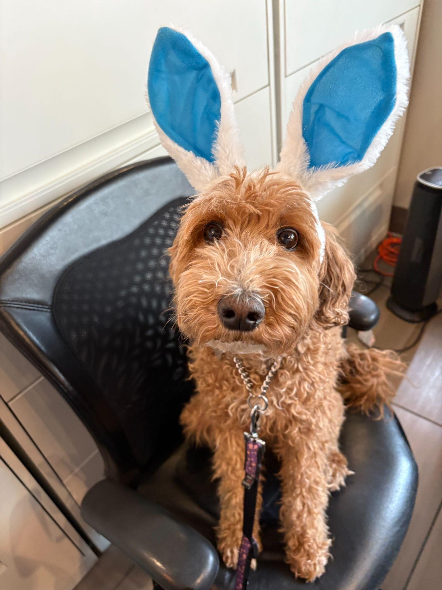 Goldendoodle wearing bunny ears in the clinic