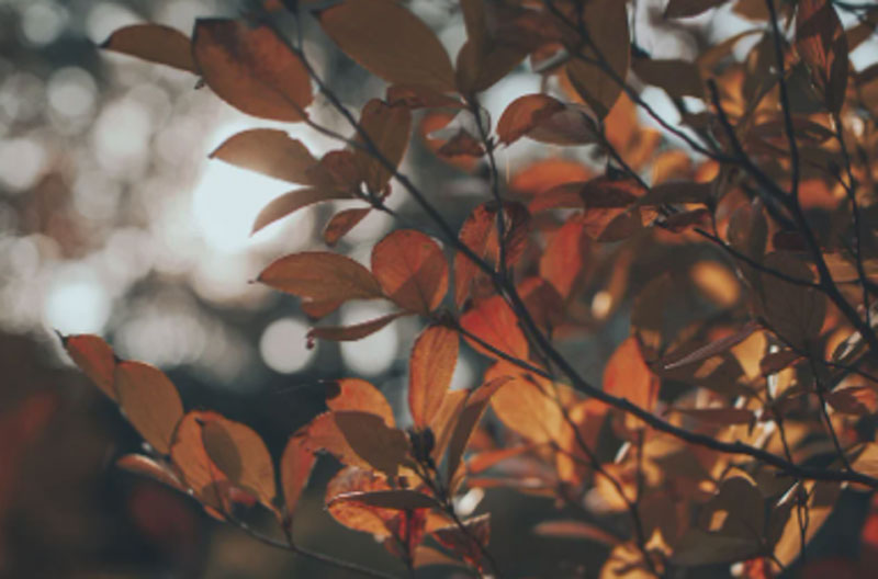 Fall leaves on trees.